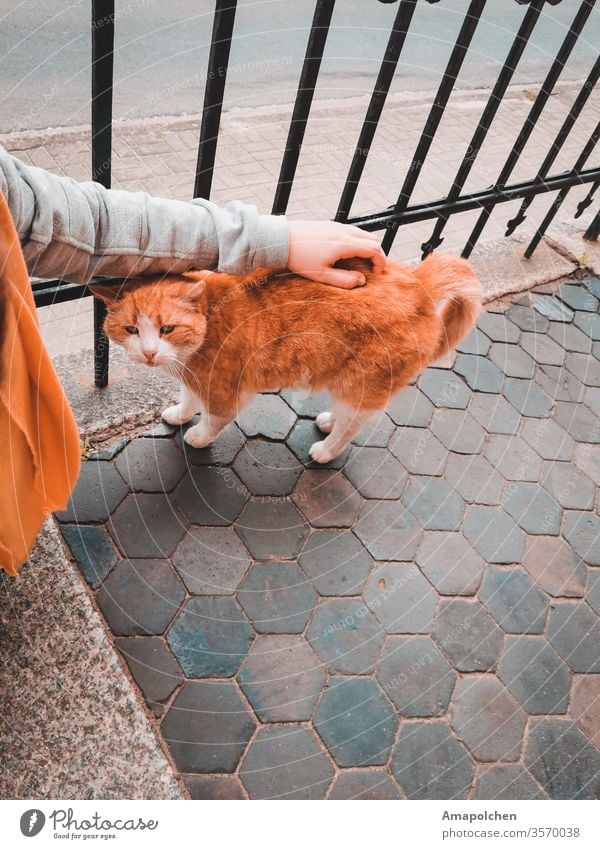 Straßenkatze Katze Frau - ein lizenzfreies Stock Foto von Photocase