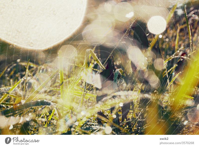Nasses Chaos geheimnisvoll Gras nass Wassertropfen glitzernd leuchtend Detailaufnahme grün Natur Wiese Regen Makroaufnahme Farbfoto Menschenleer Nahaufnahme