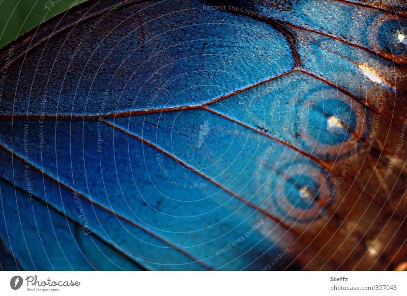 blauer Flügel eines Morphofalters Flügelmuster Schmetterlingsflügel Flügelschlag Blauer Morphofalter blaue Flügel exotischer Schmetterling Morpho peleides