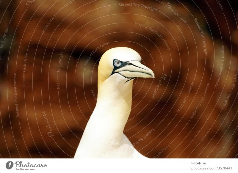 Was guckst du? - oder Portrait eines Basstölpels auf der Insel Helgoland Vogel Tier Natur Farbfoto Außenaufnahme Tag Wildtier 1 Menschenleer Tierporträt Umwelt