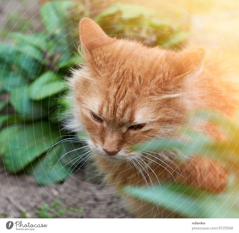 erwachsene rote Katze auf der Straße sitzend, Kopf nach unten bezaubernd Tier schön groß züchten braun Nahaufnahme neugierig niedlich heimisch Gesicht