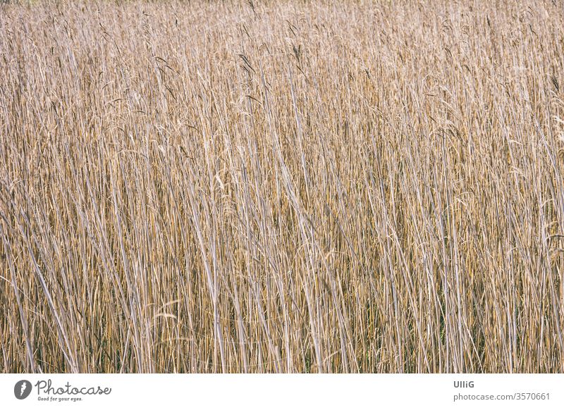 Im Schilf - Mitten im Schilf, Blick in eine Schilffläche hinein. Röhricht Ried Riedgras Schilfbeet Pflanze Halme Gras Habitat Feuchtgebiet Feuchtland See Teich