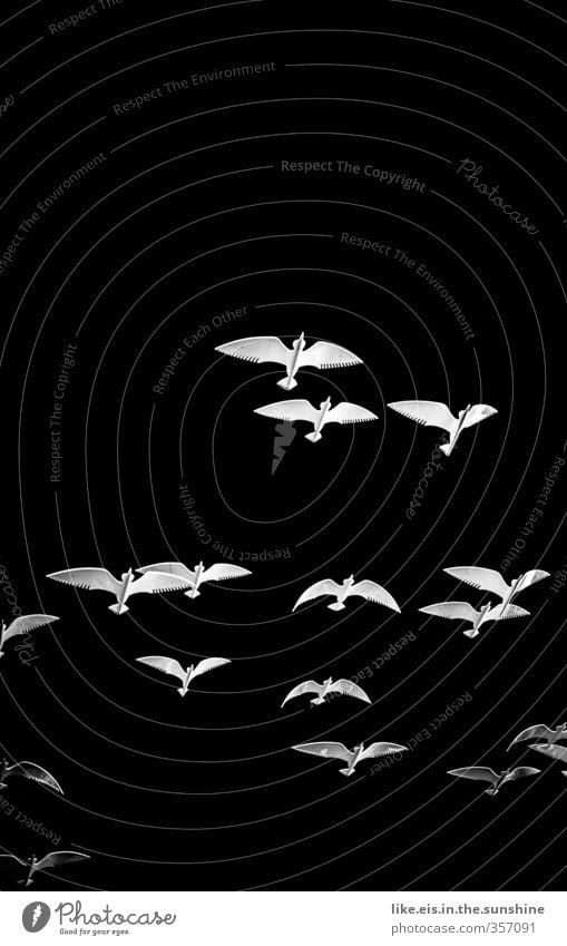 vogelfrei Natur Tier Vogel Taube Schwan Möwe Schwarm hoch fliegen elegant leicht Flügel Kunst Kunstwerk Metall Schwarzweißfoto Innenaufnahme Menschenleer