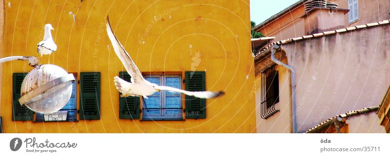 mediterrane Vogelschau Taube Haus Laterne weiß Nizza Luftverkehr fliegen Flügel