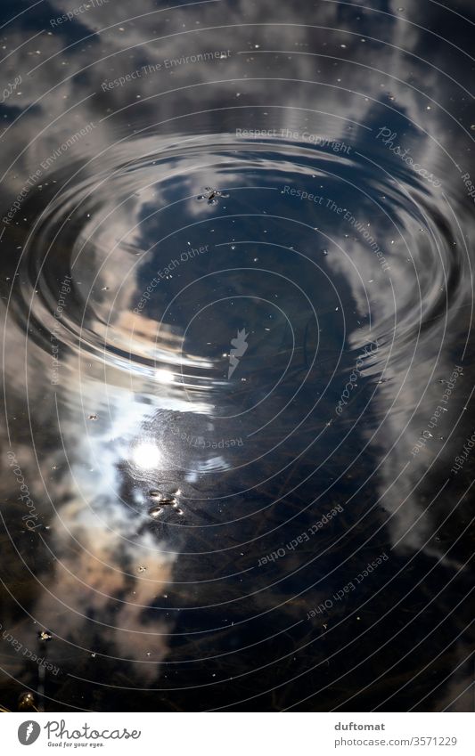 Wasserläufer auf Teich mit Himmelsspiegelung Spiegelung Kreise Gerridae Reflexion & Spiegelung See Natur Außenaufnahme Umwelt ruhig Seeufer Idylle
