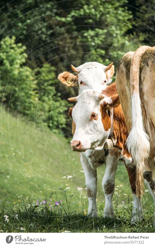 Kühe auf Weide Kuh Schweiz Nutztier Tier Außenaufnahme Farbfoto Natur 1 Wiese Fell braun grün Nutztiere Schwanz Hörner Augen drei