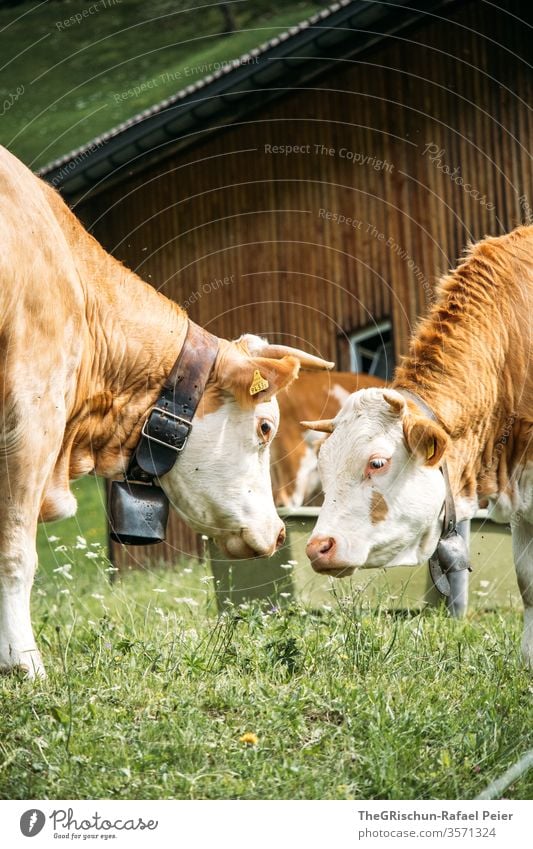 Kühe auf Weide Kuh Schweiz Nutztier Tier Außenaufnahme Farbfoto Natur Wiese Fell braun grün Nutztiere Schwanz Hörner Augen drei