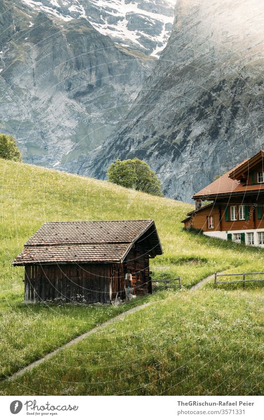 Häuser auf Wiese vor Berg Grindelwald Aussicht Panorama (Aussicht) Berge u. Gebirge Dorf Weide Alpen Landschaft Natur Außenaufnahme Gipfel wandern Schweiz
