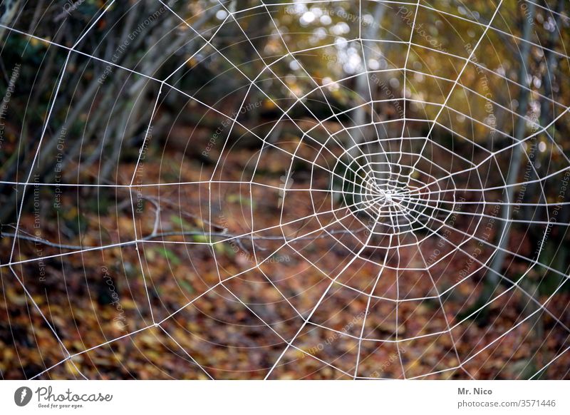 Spinnennetz Wald Natur Strukturen & Formen Angst Insekt gruselig krabbeln Wachsamkeit bedrohlich Netz spider mystisch Muster Detailaufnahme Vernetzung Netzwerk