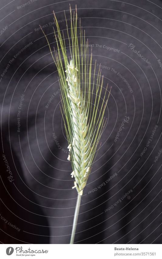 Erntezeit 1 Korn reif Landwirtschaft Ähren Weizenähre