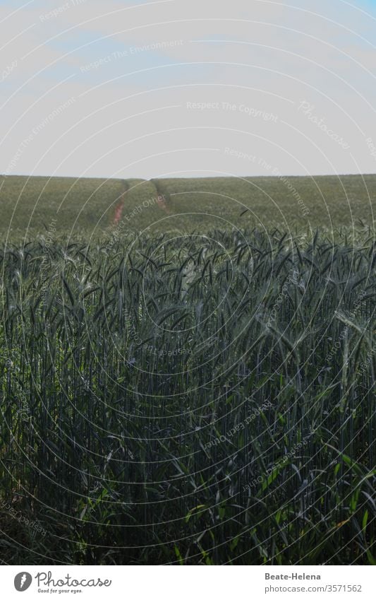 Getreidefeld mit Reifenspuren vor wolkigem Himmel: der etwas andere Feldweg Weizen Landwirtschaft Ähren Sommer Korn Weizenfeld Wachstum Weg trüb Wetter Kornfeld