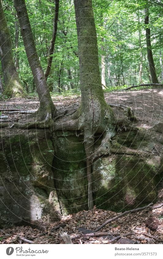 Bäume 1 Wald Baum Wurzeln Hain Laubwald licht Licht Landschaft Natur Außenaufnahme Sonnenlicht Tag Schatten Erholung