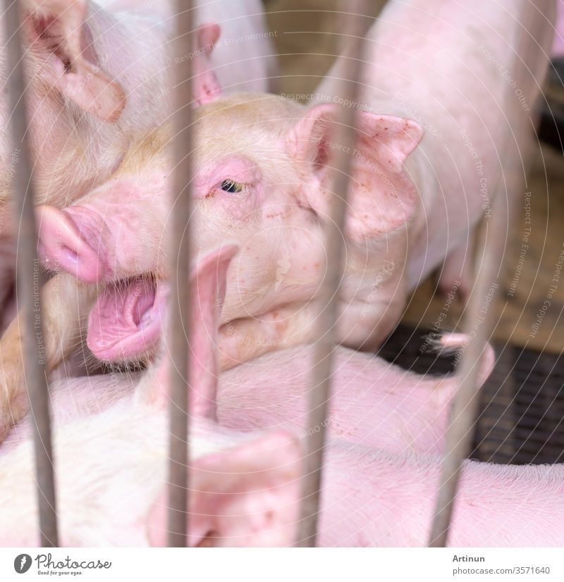 Niedliches Ferkel auf dem Bauernhof. Gesundes kleines rosa Schwein. Viehzucht. Fleischindustrie. Afrikanische Schweinepest und Schweinegrippe Konzept. Schweinezucht. Säugetier. Rosa Ferkel im Schweinestall. Hungriges und schläfriges Schwein.