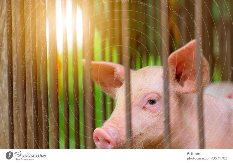 Kleines Schwein auf dem Bauernhof. Kleines rosa Ferkel. Afrikanische Schweinepest und Schweinegrippe Konzept. Viehzucht. Schweinefleisch-Industrie. Gesundes und süßes Schwein in Stall oder Scheune. Säugetier. Schweinezucht.