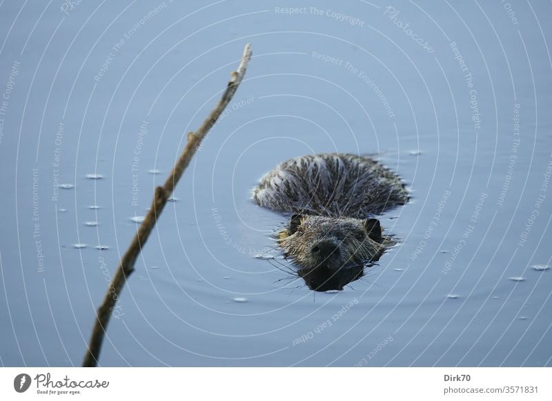 Nutria mit Tiefgang Nagetier Nagetiere Wasserratte Ratte Teich See Ast Zweig lauernd schauen beobachten schwimmen Wassertier Säugetier Säugetiere Umwelt