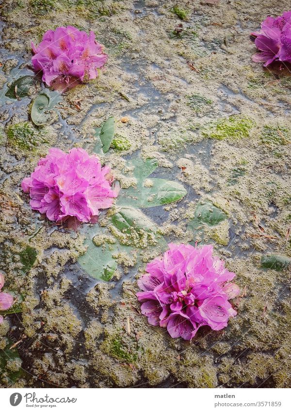 Rhododendronblüten im veralgten See Blüte Frühling rosa Nahaufnahme grün Blühend schwimmen