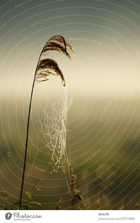 Schilfhalm mit taufeuchtem Spinnennetz Netz Tau nass Feuchtgebiete zart filigran Schilfrohr schilfhalm Gras Wiese Weide Grasland Sumpf Moor Teich Morgen