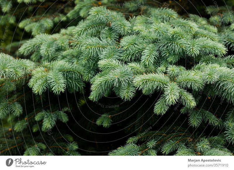 Nahaufnahme einer schönen, üppigen Tanne abstrakt Hintergrund Hintergründe botanisch Ast Weihnachten Konzept Zapfen copyspace Dekoration & Verzierung Design