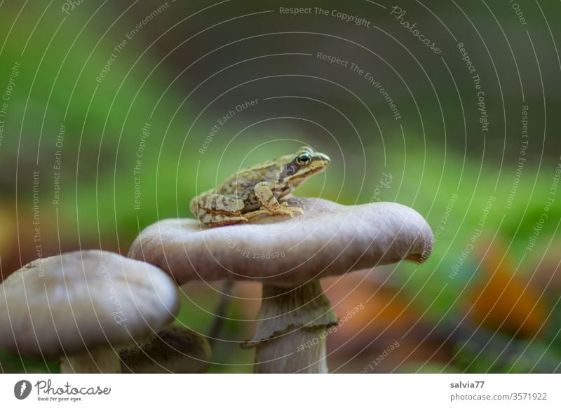 einsam wartet der verwunschene Prinz auf einem Pilzhut Frosch Naur klein Amphibien Tier Nahaufnahme Schwache Tiefenschärfe Tierwelt Grasfrosch Märchen warten