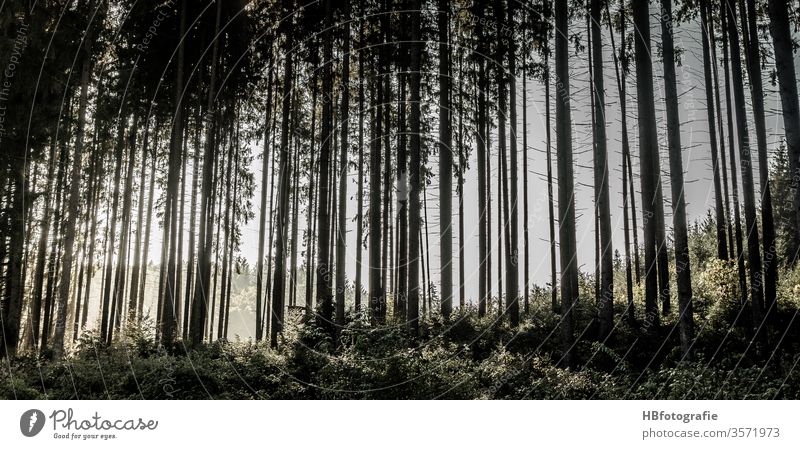 Nadelwald Wald Bäume Fichten Forst Forstwirtschaft Gegenlicht Baum Natur Außenaufnahme Menschenleer Landschaft Umwelt Farbfoto Tag Pflanze grün Licht Holz