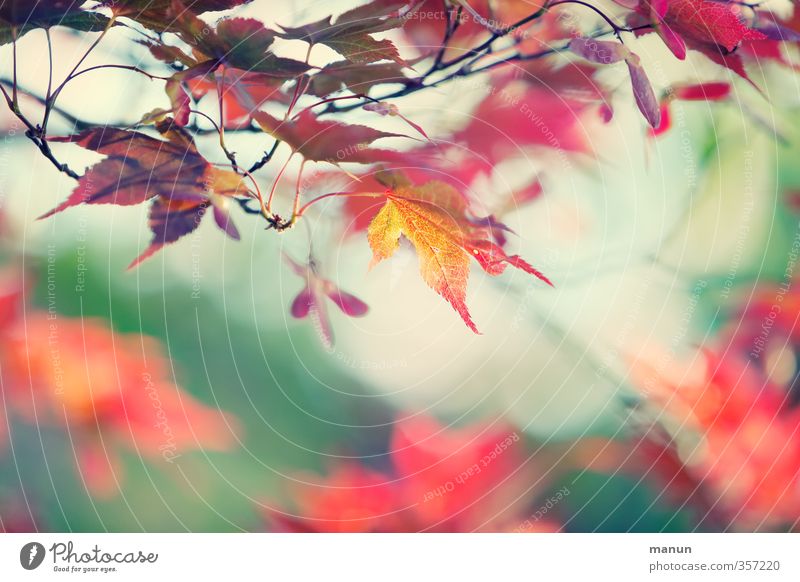 rot gefärbt Natur Frühling Herbst Baum Blatt herbstlich Herbstbeginn Herbstfärbung Frühlingsfarbe Ahornblatt Ahornzweig Vergänglichkeit Wandel & Veränderung