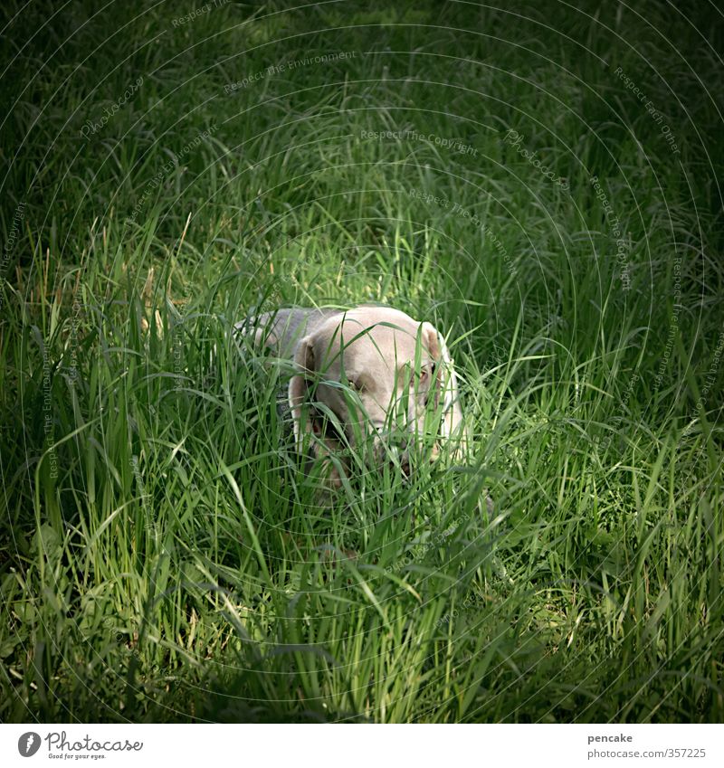 AST6 Inntal | Tia? Natur Erde Sommer Gras Garten Tier Hund Tiergesicht 1 Zeichen Fröhlichkeit Verschwiegenheit Tierliebe friedlich Weimaraner verstecken Spielen