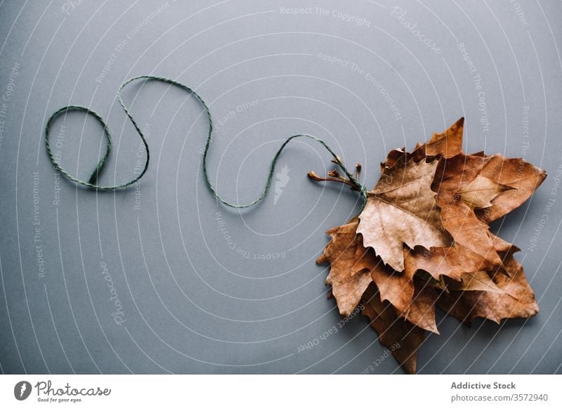 Bündel trockener Ahornblätter auf grauer Oberfläche Blatt Haufen Zusammensetzung Luftballon Natur Konzept Layout Form trocknen Seil Saison Herbst hell natürlich