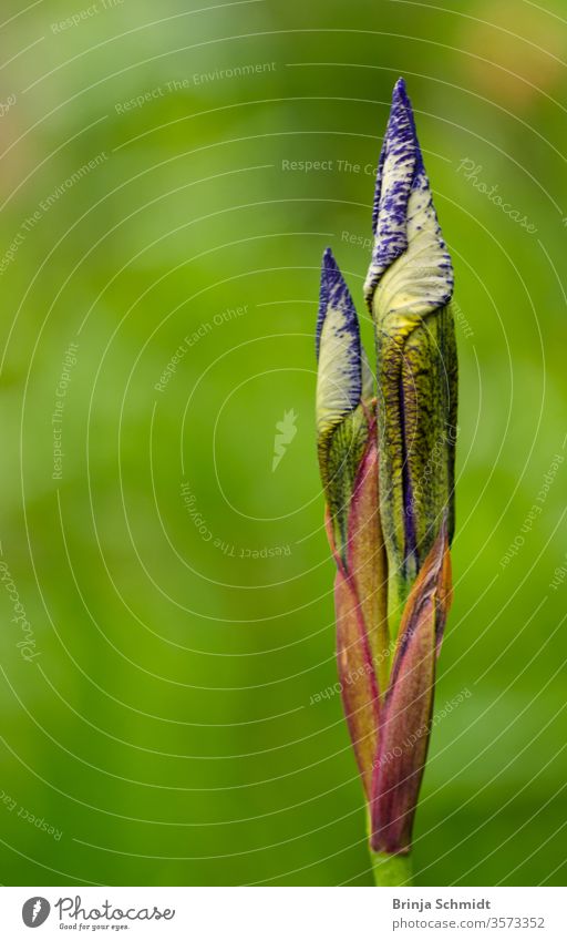 Eine sehr schöne Knospe und Blüte einer Lilie, eine Iris, mit einem farbenfrohen hellen Hintergrund als Makro, Nahaufnahme Garten Mai Schönheit Gartenarbeit