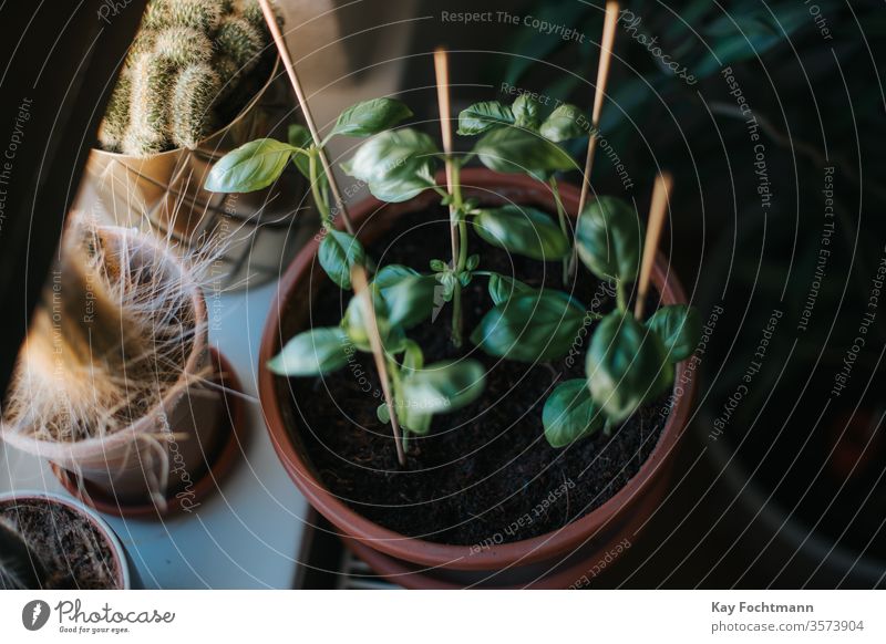 Foto von Basilikum, das in einem Topf in der Nähe eines Fensters wächst grün Kraut Pflanze Blatt Gewürz Bestandteil Gesundheit aromatisch Lebensmittel frisch