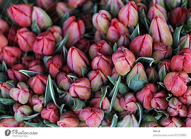 1900 I viele, schöne, geschlossene, pinke Tulpenblüten zusammen mit grünen Blumenblättern auf dem Markt zum Verkauf. Sortiment an hübschen, frischen Tulpen mit Blütenköpfen, von oben, in Rottönen. Draufsicht auf Dekoration mit Tulpia beim Blumenhändler.
