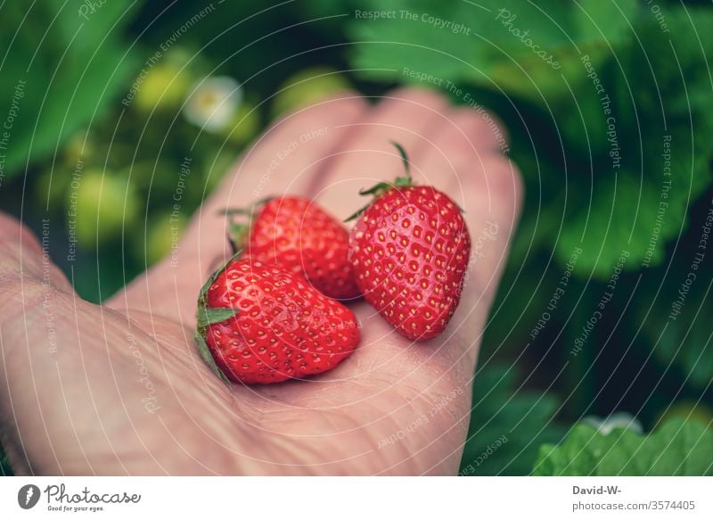3 saftige leckere rote Erdbeeren in einer Hand vor grünem Hintergrund Erdbeerzeit Frucht Leckerbissen schön Beerenfrucht obstsorten Obsttorte ertrag ertragreich