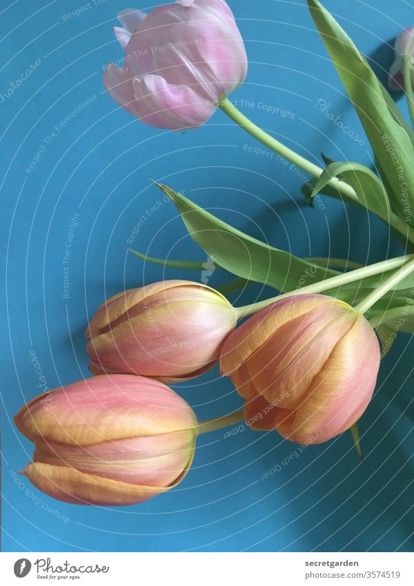 mal wieder gemeinsam abhängen. Tulpe Tulpenblüte Tulpenknospe tulpenstrauß blau rosa plastisch grün Pflanze zuhause Natur Blumenstrauß frisch Innenaufnahme