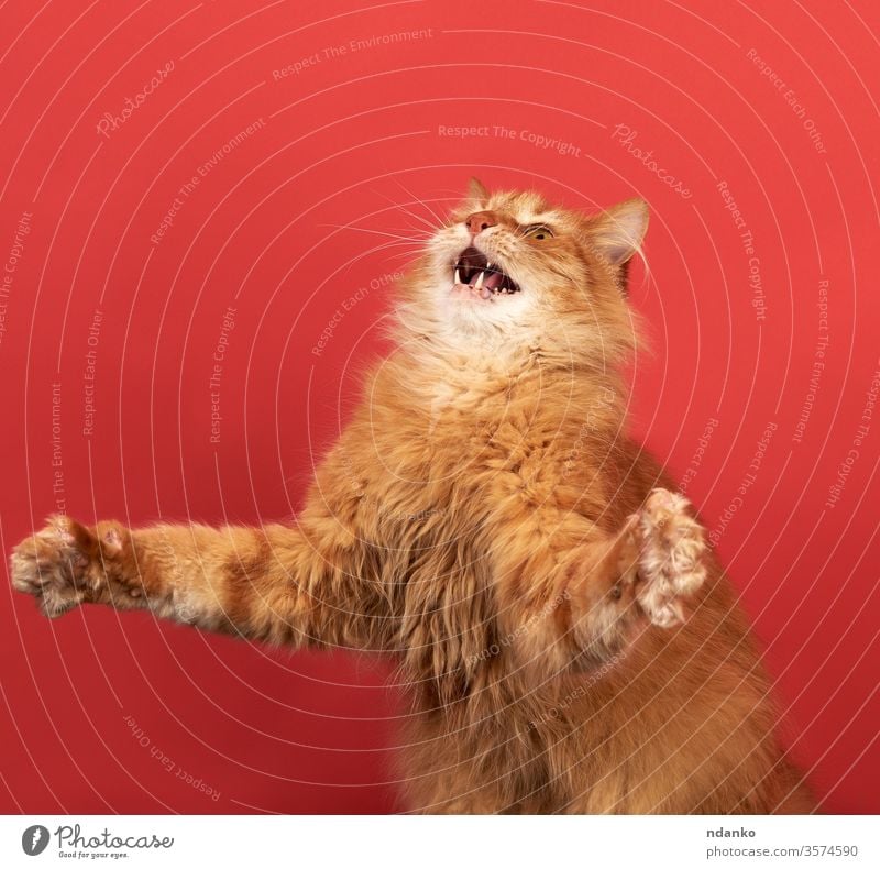 lustige erwachsene rote Katze spreizt die Vorderpfoten zur Seite, das Maul ist offen springen neugierig niedlich heimisch Gesicht sitzen Atelier nach oben