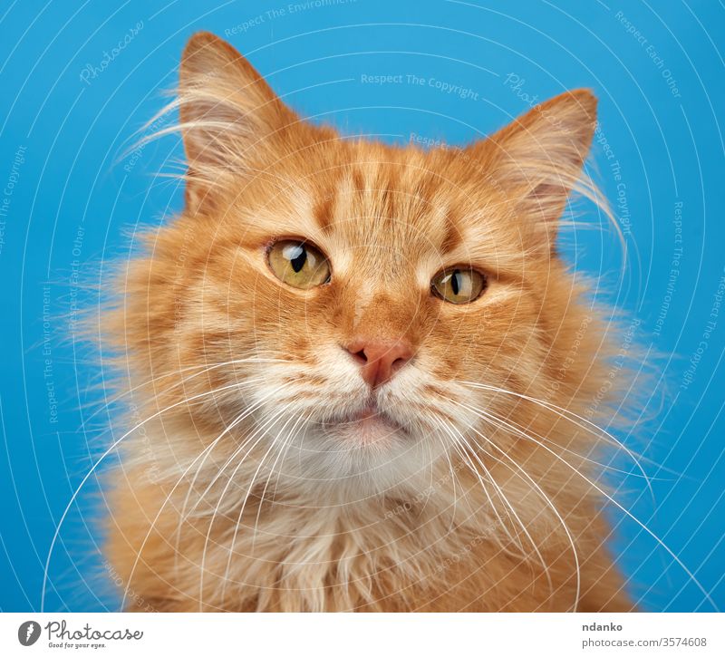 Porträt einer erwachsenen rothaarigen Plüschkatze auf blauem Hintergrund Eckzahn Katze Nahaufnahme Farbe neugierig bezaubernd Tier schön groß züchten braun
