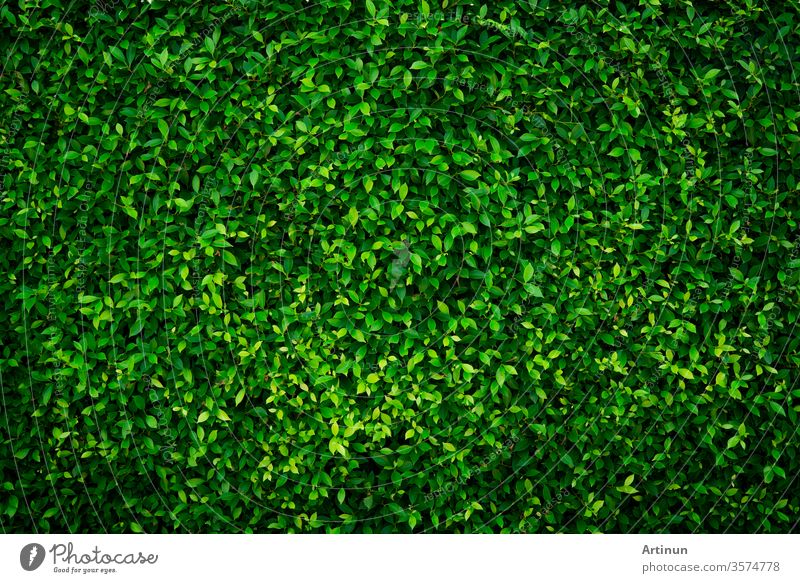 Kleine grüne Blätter texturierter Hintergrund mit schönem Muster. Saubere Umgebung. Zierpflanze im Garten. Öko-Mauer. Organischer natürlicher Hintergrund. Viele Blätter reduzieren Staub in der Luft. Tropischer Wald.
