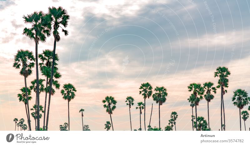 Zuckerpalme in Thailand mit wunderschönem Sonnenuntergangshimmel. Wunderschönes Muster einer Zuckerpalme im Sommer. Landschaft mit ländlicher Natur. Romantischer rosa Himmel mit hohem Baum. Reise im tropischen Hintergrund.