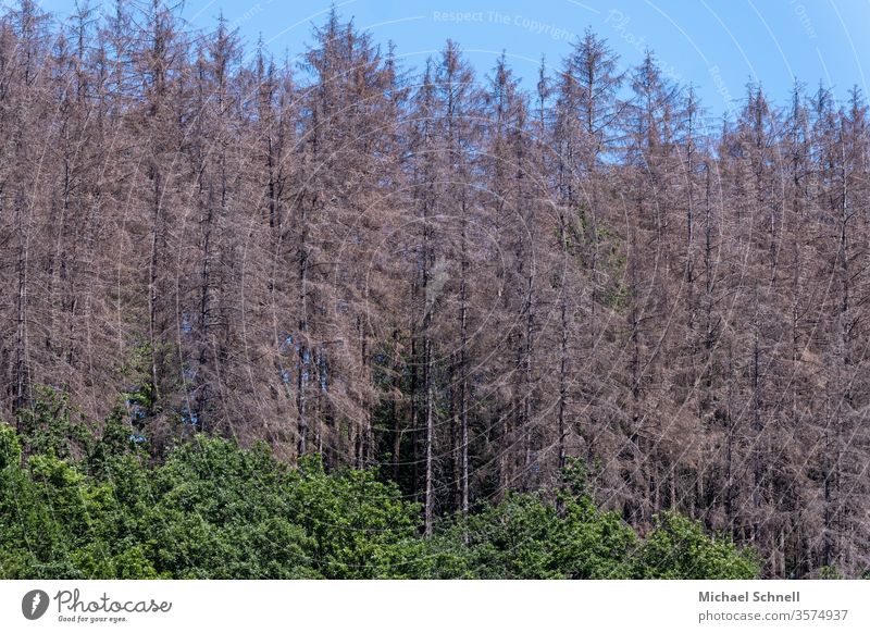 Fichtenwald: Schäden nach Dürre (2019) und durch Borkenkäfer Trockenheit Umwelt Natur Wald Baum Klimawandel Tag Menschenleer Waldsterben Pflanze bedrohlich