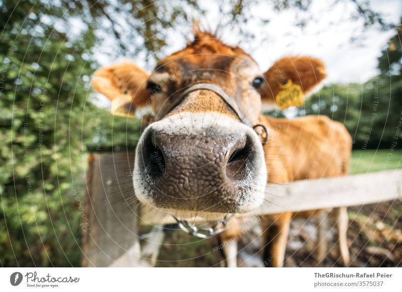 Nahaufnahme Einer Kuh Tier Ein Lizenzfreies Stock Foto Von Photocase