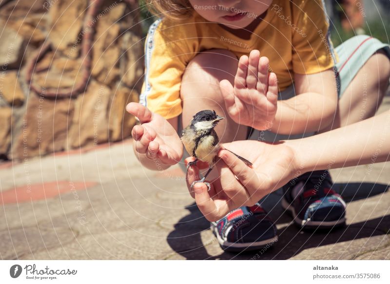Der kleine Junge spielt tagsüber mit einem Küken. Art Kind Vogel Hand Pflege Tier niedlich Natur im Freien Leben Feder Beteiligung Finger Tierwelt Menschen wild