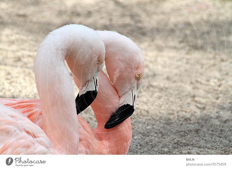symmetrie l 2 schläfrige, rosa Flamingos stehen müde & hängenden Kopf und Schnabel am Sandstrand. Halbprofil, seitliches Tierporträt von unzertrennlichem Flamingo Paar im Zoo, Tierpark, Tiegehege, Vogelpark. Treue, Liebe, Freundschaft, Romantik in Tierwelt