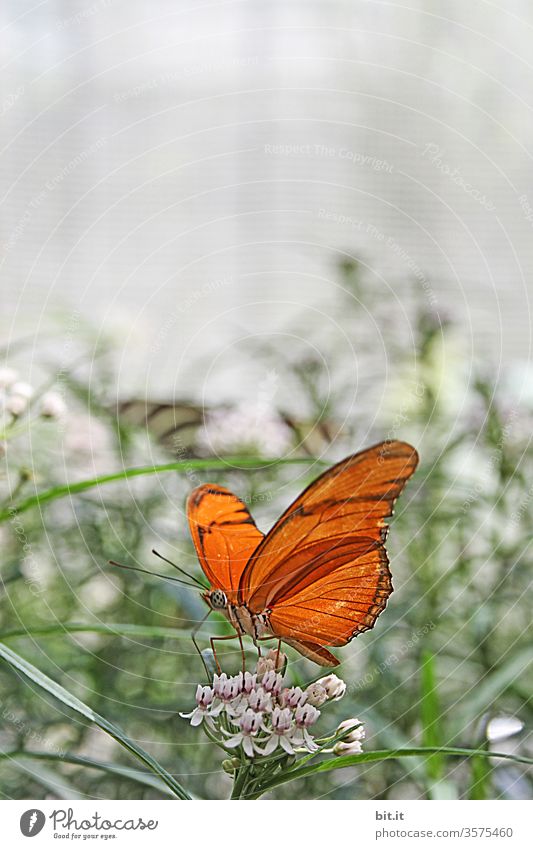 Haute Couture l im Falterrock Schmetterling Insekt Nahaufnahme butterfly Tier Blume Blüte orange schön bunt Pflanze Natur natürlich Fressen Nahrungssuche Essen