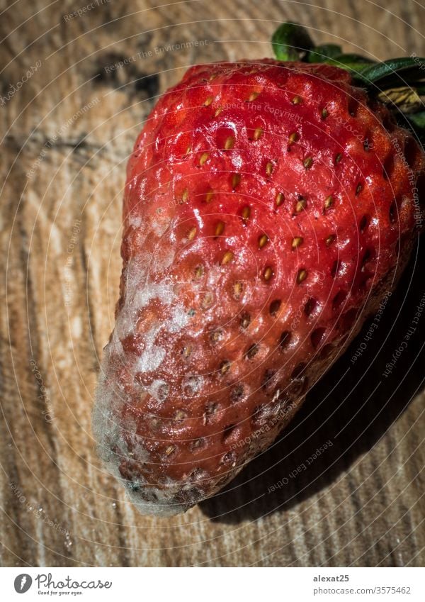 Faule Erdbeere auf Holzuntergrund Bakterien schlecht Beeren biologisch Nahaufnahme Verwesung Lebensmittel Frucht pilzartig Pilze Müll Makro Schimmelpilz