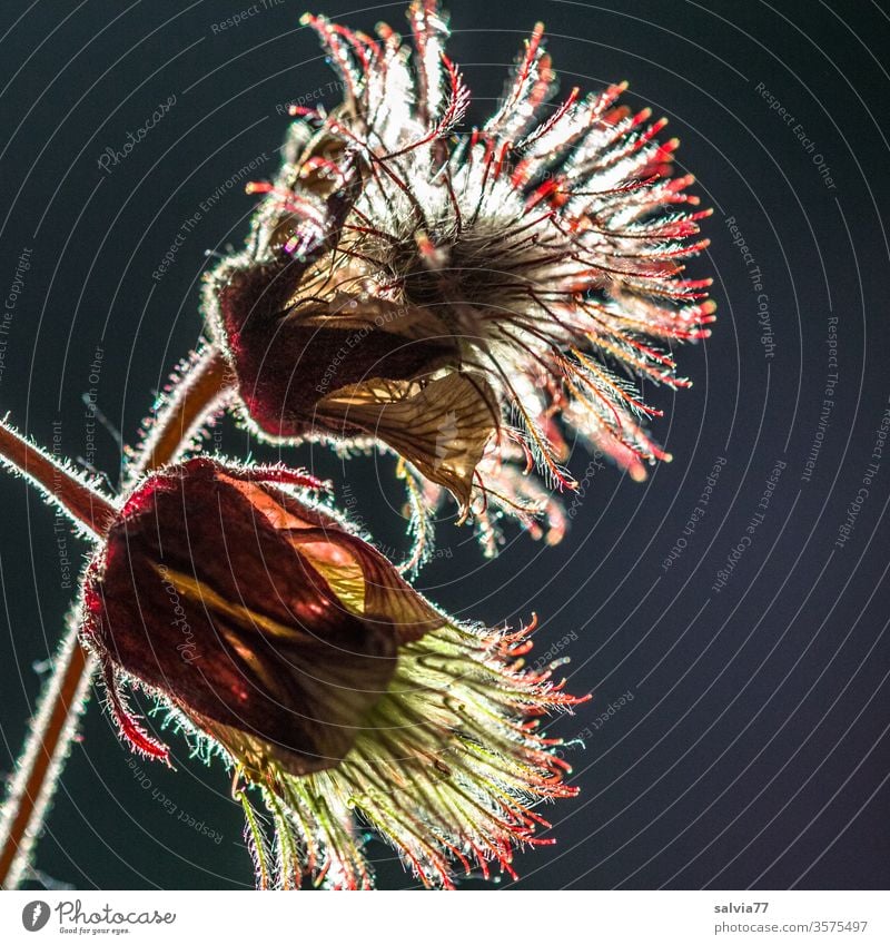 Zuneigung | wörtlich genommen Natur Pflanze Blütenknospen Makroaufnahme Blühend Bachnelkenwurz samenstand Gegenlicht Freisteller schwarzer hintergrund Kontrast