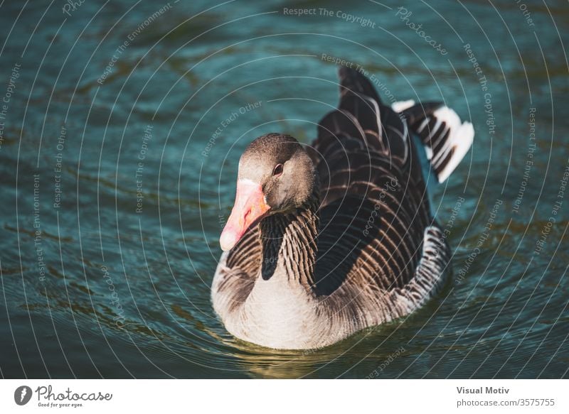 Nahaufnahme einer Wildgans, die in einem See eines städtischen Parks schwimmt Hausgans Vogel Schwimmsport Wasser Windstille Feder Tier Tierwelt Geflügel