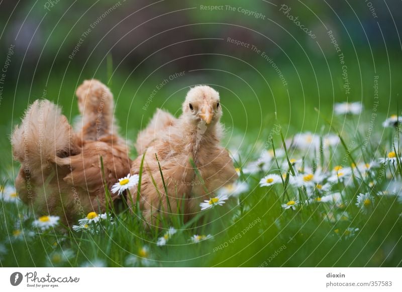 chicks -2- Umwelt Natur Gras Wiese Tier Haustier Nutztier Vogel Haushuhn Küken Tierjunges kuschlig klein natürlich Neugier niedlich Bioprodukte