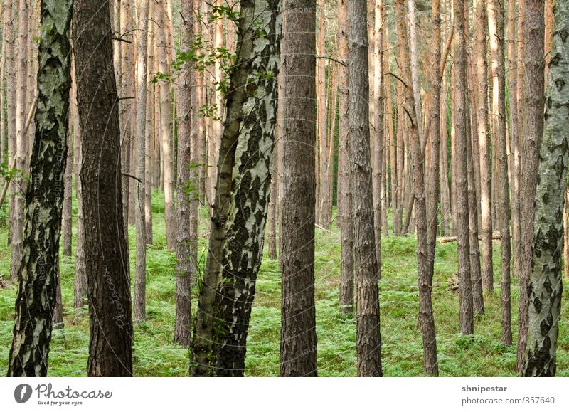 The Forest Leben Wohlgefühl Zufriedenheit Sinnesorgane Erholung ruhig Ausflug Freiheit wandern Hiking Umwelt Natur Landschaft Pflanze Urelemente Klima Baum Gras