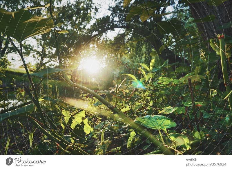 Zweigbetrieb Waldboden unten Pflanzen Natur Sonne Sonnenlicht Gegenlicht strahlend leuchten Sonnenuntergang Abend geheimnisvoll Blätter Zweige u. Äste