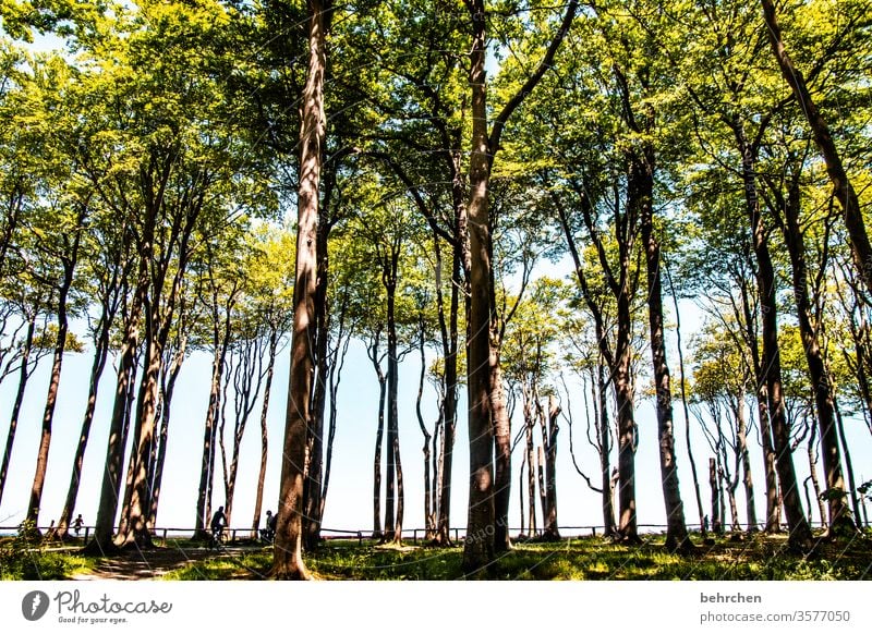 viele bäume und ein wald Idylle Sonnenlicht Baumstamm Deutschland Wald Gespensterwald Mecklenburg-Vorpommern Ostseeküste Tourismus Erholung