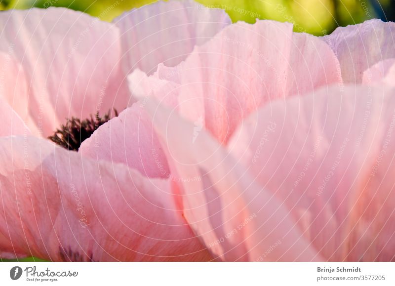 Large, beautiful pink poppy blossoms light, glorious and splendid in a garden, macro salmon fragility papaver orientalis details ornamental fragile lovely bud