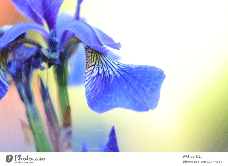 Iris blume blüte iris blau ausschnitt flower Natur Frühling Blühend garten